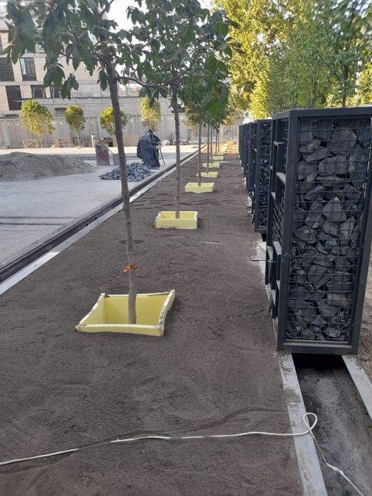 Газонлар учун чирнди гомис