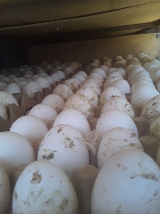 Куры несушки Ленгорн доставка до дома