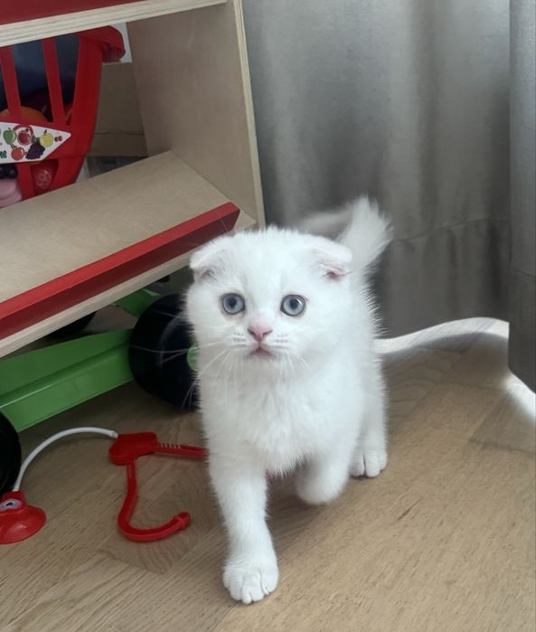Scottish fold alb pedigree