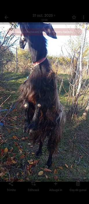 capră de vânzare de rasă URGENT