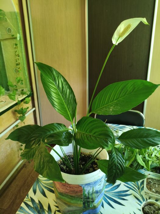 Продам цветы разные