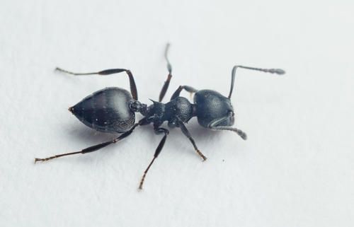 Муравьи Crematogaster cf. Castanea