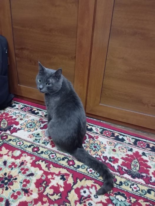 Бесплатно отдам кошку