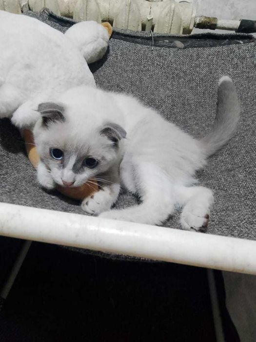 Отдам котенка мальчик 4 месяца