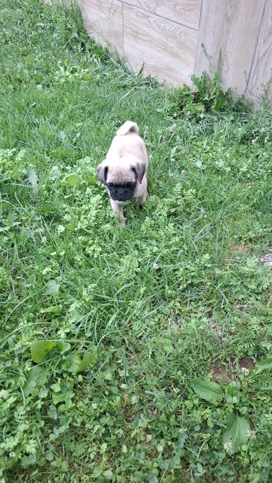 PUG MOPS .Transport in toata Ro