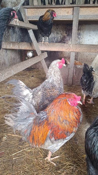 Продам молодых петухов