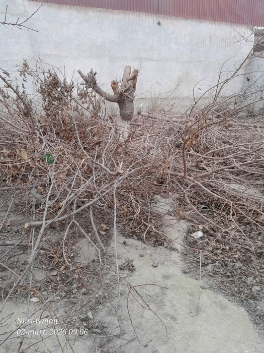 Mayda shox o‘tinlar sotiladi,  aralash qalin o‘tinlarxam bor