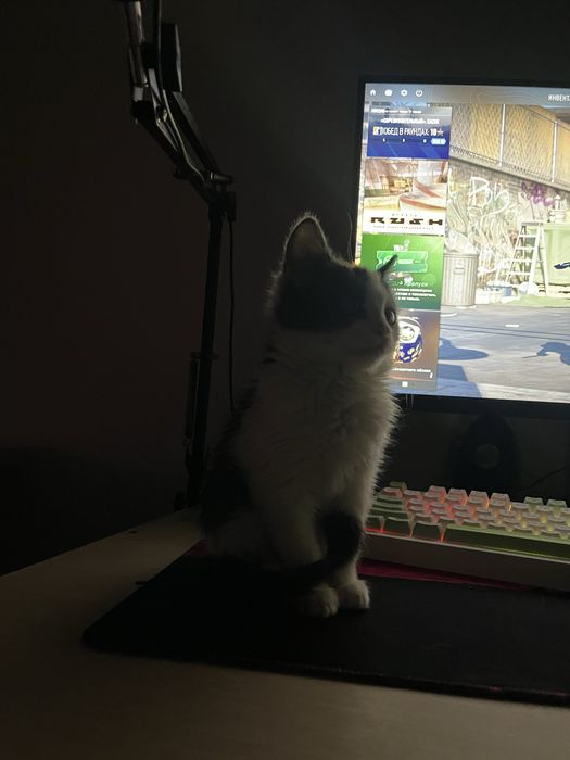 Котенок девочка в добрые руки