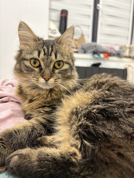 Отдам кошку в добрые руки