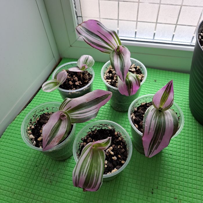 Традесканция Нанук