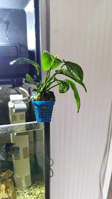 Продам аквариумное растение Анубиас