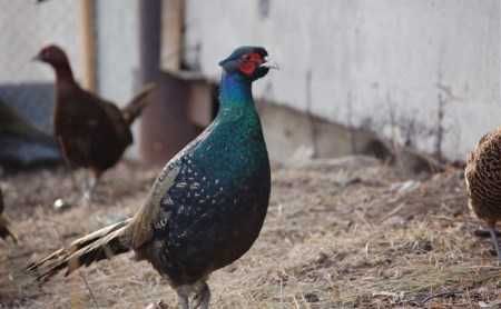 Фазан Румынский, Московский