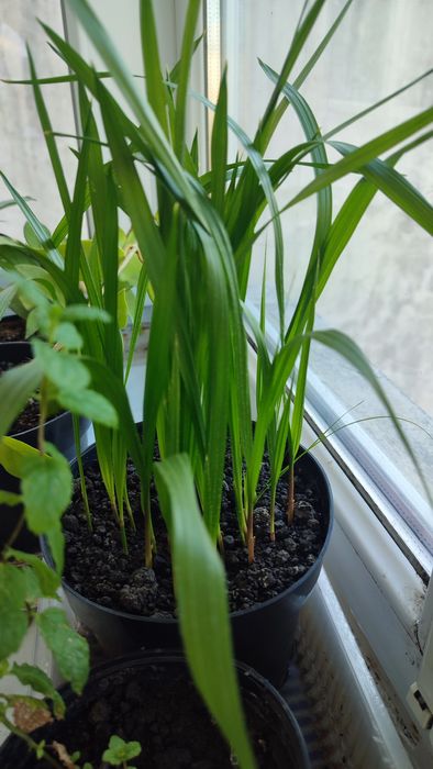 Palmieri Washingtonaia cotton robusta