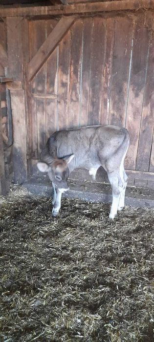 Vitel tauras  brun