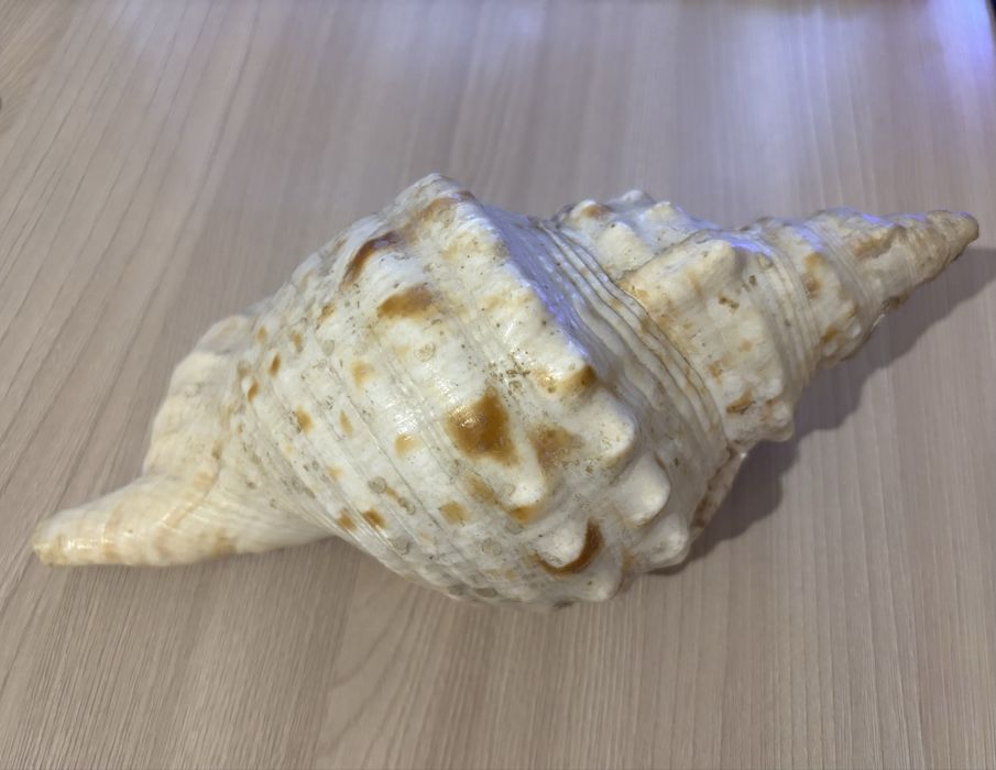 Морская ракушка Bursa bubo