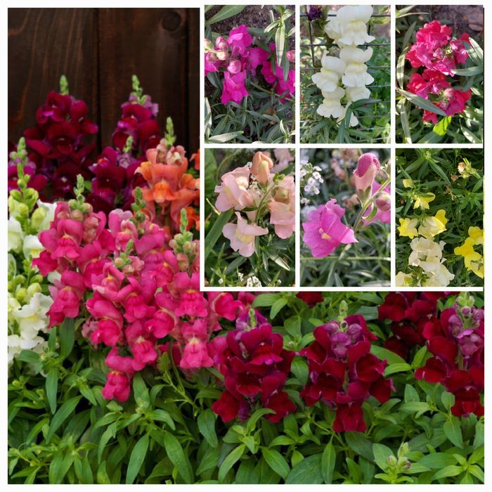 Рассада овощей и цветов