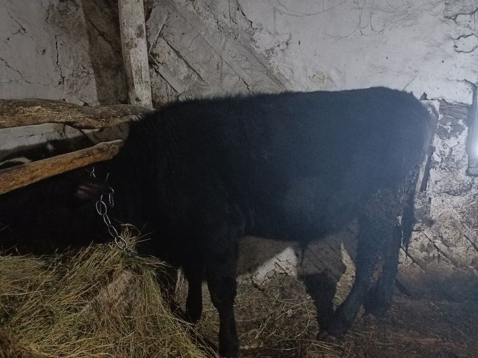 Продам бычка на доращивание