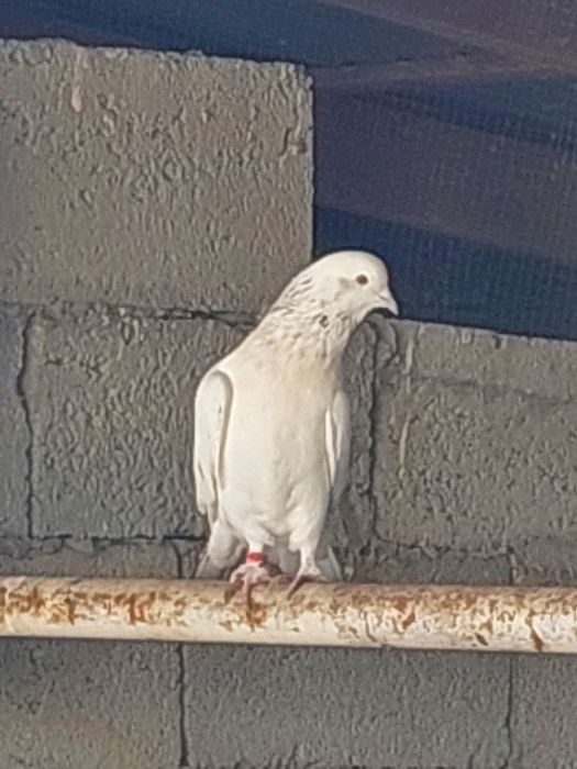 Құстар сатылады.