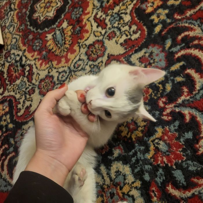 Котенок в добрые руки