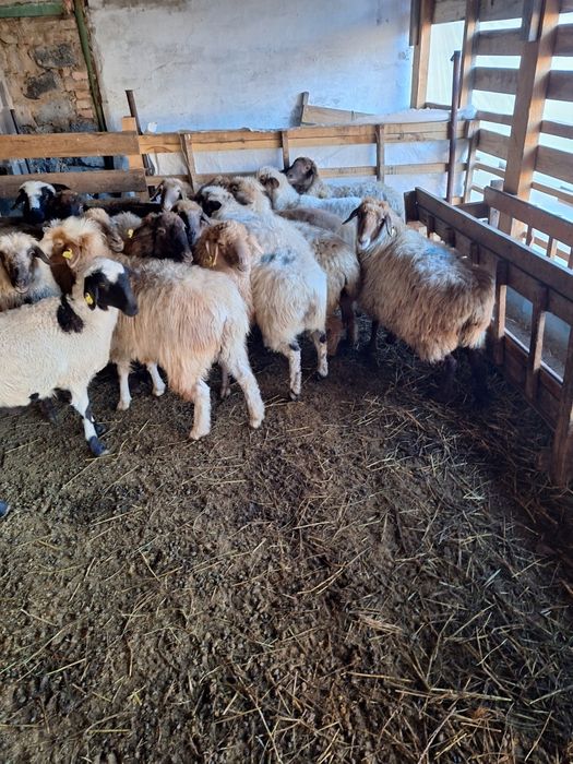 Жирные Бараны продажа в городе!