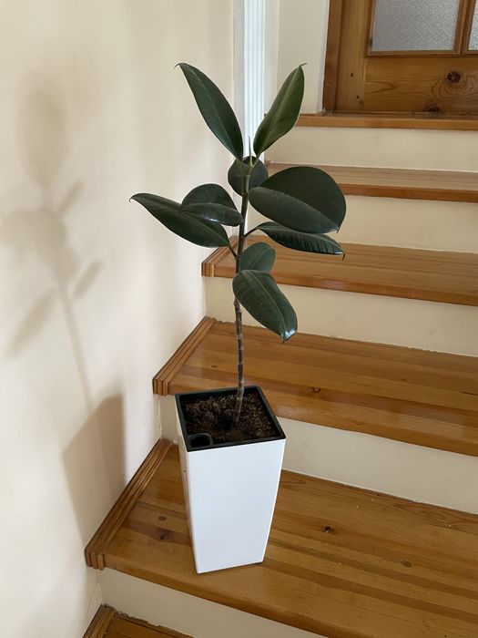 Фикусы разных сортов