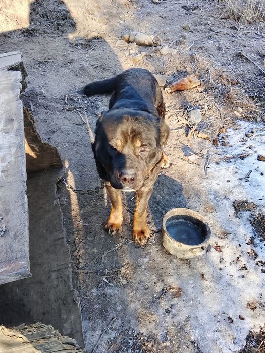 собака Мастиф и Ротвейлер