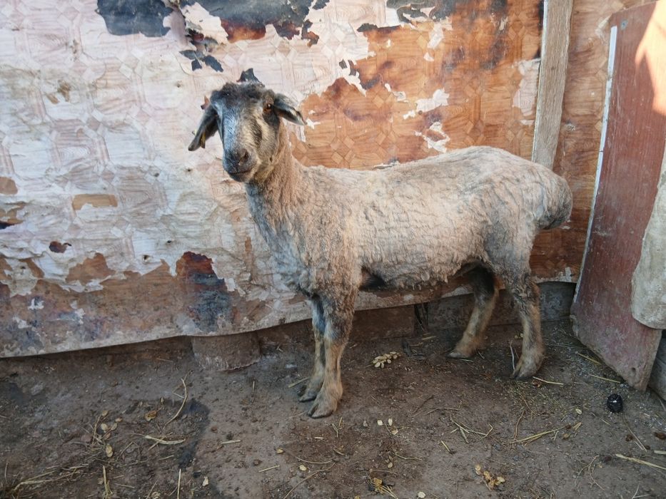 Қой ешкі сатылады