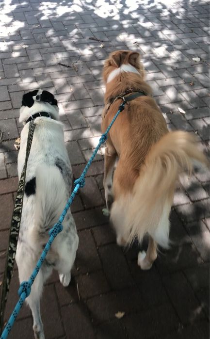 Plimbat căței & vizite la animale – Bucuresti