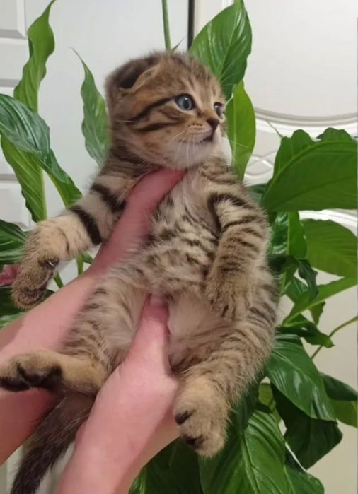 Британские девочки, 1.5 мес