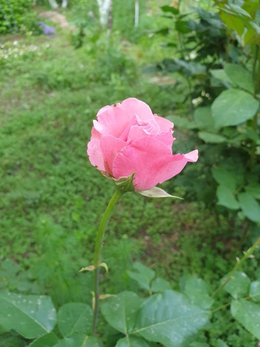 Многолетние Розы