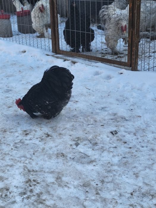 Cocosi cochinchina pitic