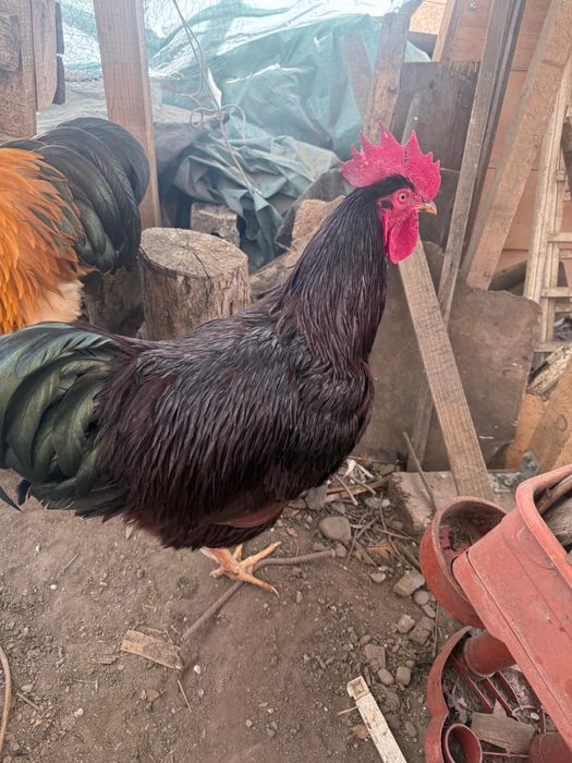 Vand 2 cocosi rhode island si araucana