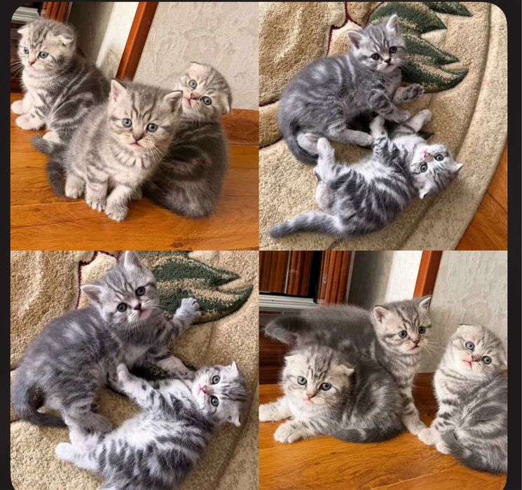 Продаются породистые котята