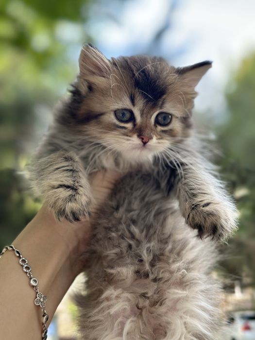 Skotish fold va Skotish strayt mushuklar sotiladi!!! Arzon narxda 50$