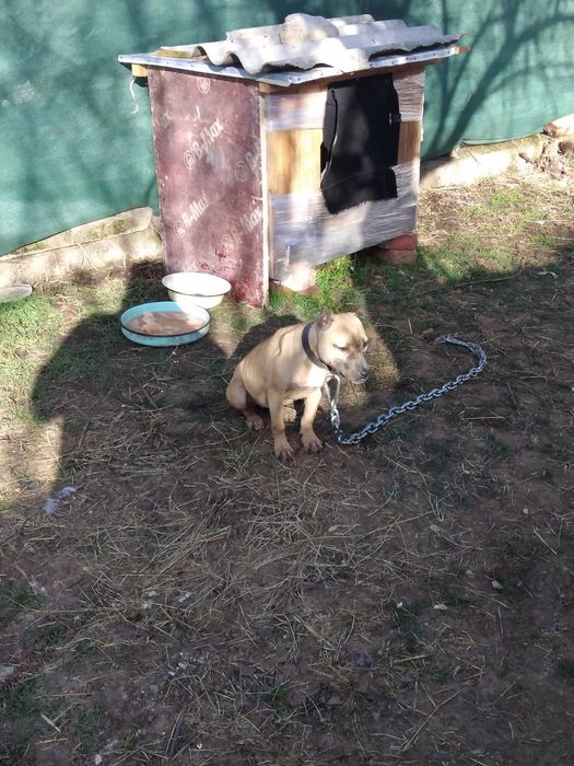 Свободно женско питбулче