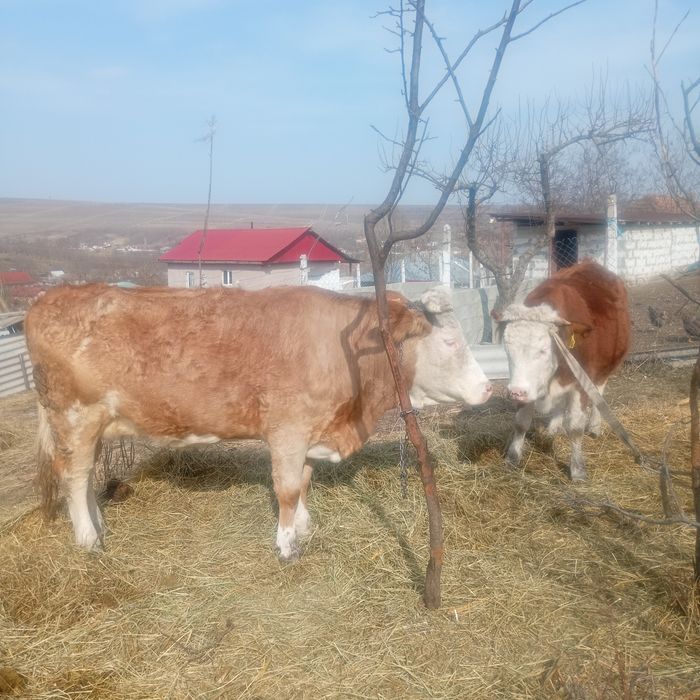 Vând vacă și o junică