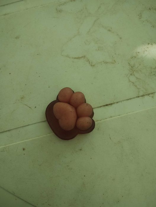 Лапа за мачкане която е много рядка