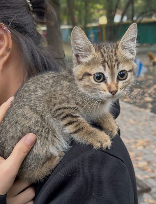 Ласковый котенок ищет семью