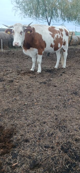 Vaca pentru abator