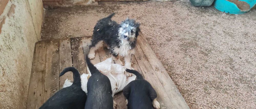 6 puiuti de 4-5 luni si mamica lor isi cauta casuta