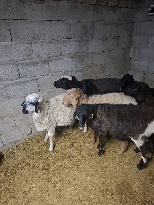 Семіз тоқтылар сатылады