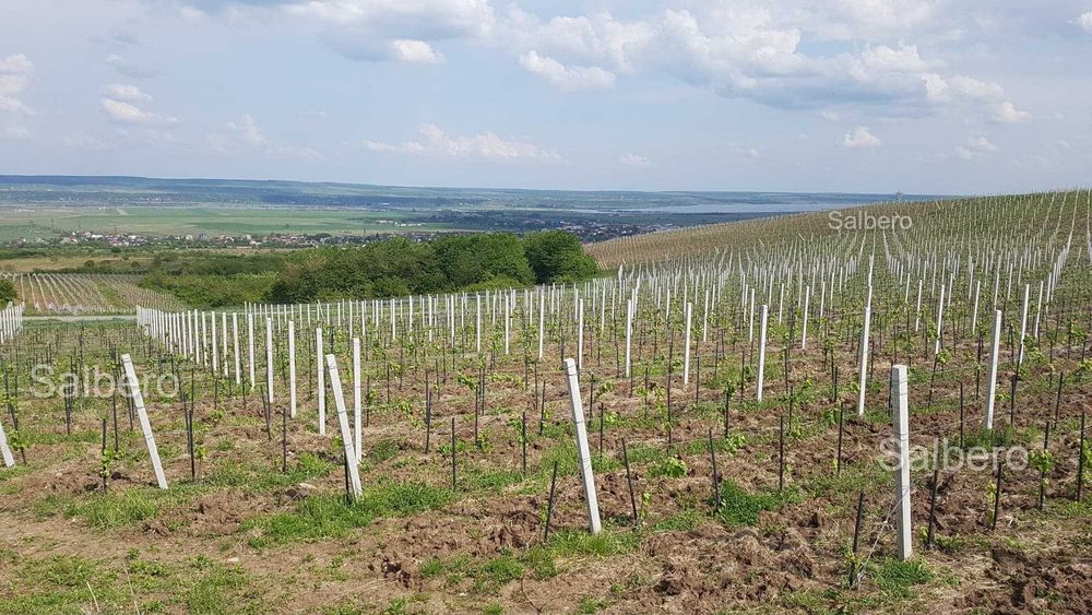 Spalieri fabricati din Beton ideali pentru Vita de Vie sau imprejmuiri