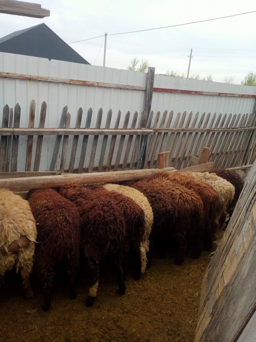 Семіз қой сатылады