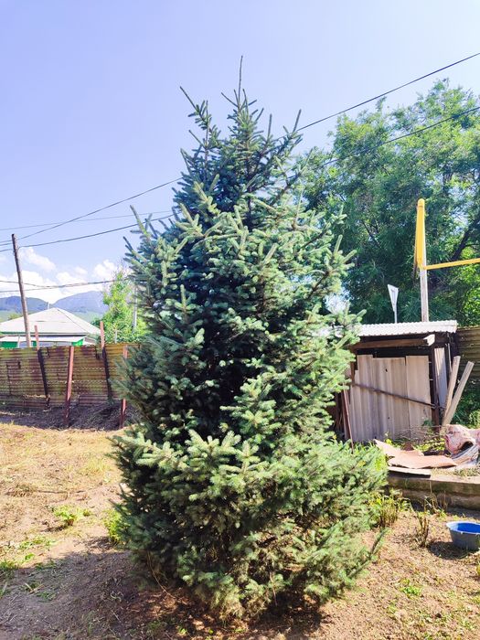 Продам ёлку, высота 5-6 метров