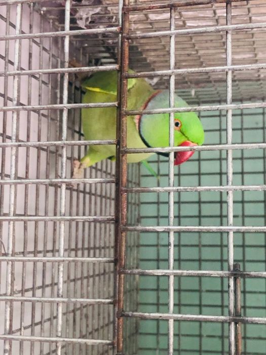 Ожерелье Попугай нар