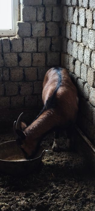 Альпинские козы Alpin echkilari