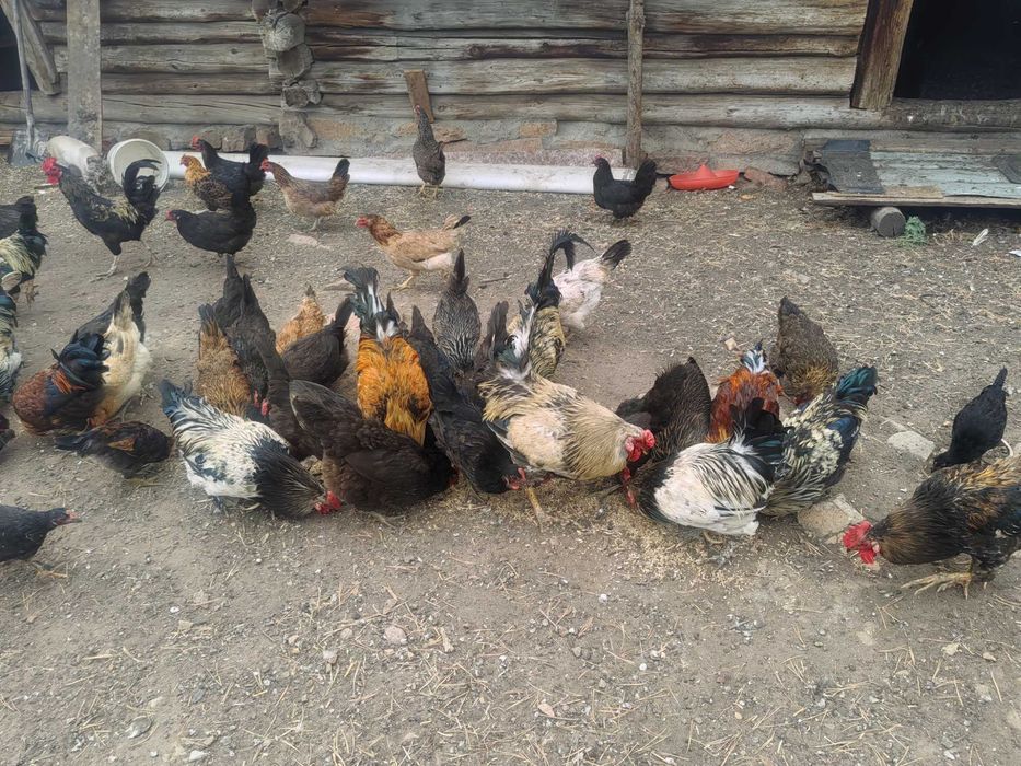 домашние курицы.
