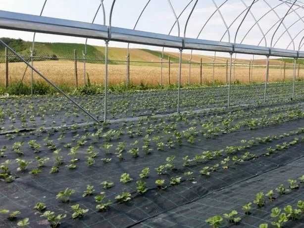 Folie agrotextil antiburuieni 1x50 m garantie 5ani calitate premium