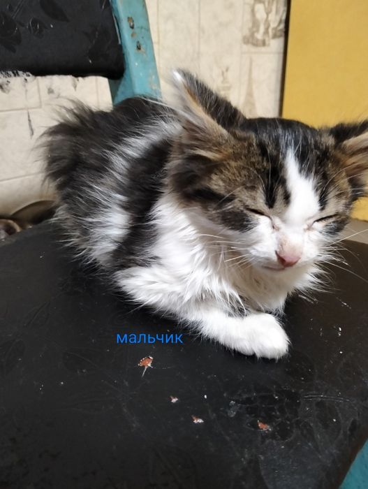 Отдам котят  !!!