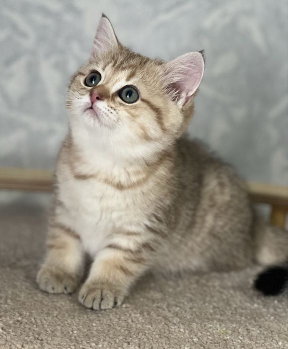 Продается котенок!